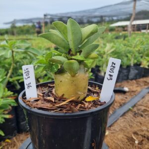 1803 36 Arabicum Zeus f3