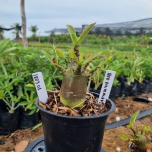 1803 01 Arabicum Red Dinosaur F3