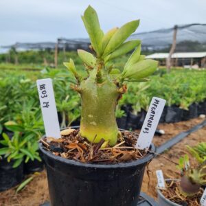 1803 14 Arabicum Red Megatron f3