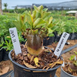 1803 33 Arabicum Hércules Red f3