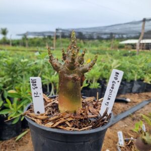 1803 24 Arabicum Godzilla Red f3