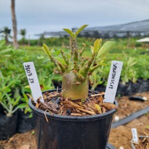 1803 37 Arabicum Spartacus F3