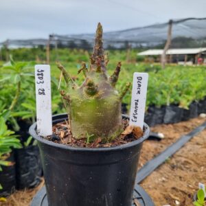 1803 28 Arabicum Black Urus f3