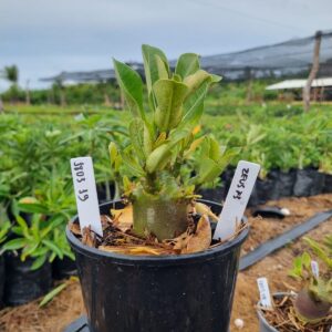 1803 39 Arabicum Zeus F3