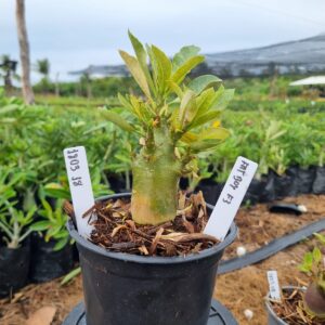 1803 18 Arabicum Fat boy F3