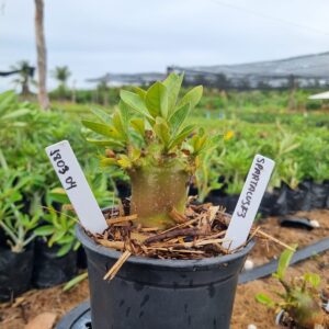 1803 84 Arabicum Spartacus F3