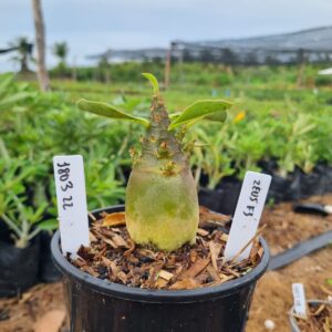 1803 22 Arabicum Zeus f3