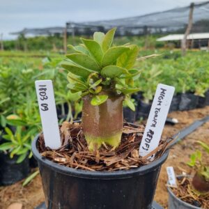 1803 09 Arabicum HighTower F3