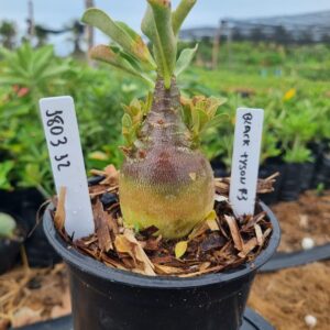 1803 32 Arabicum Black tyson F3