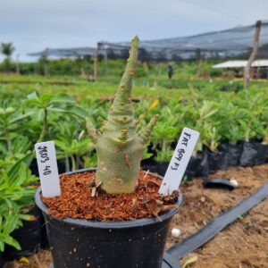 1803 40 Arabicum Fat boy F3