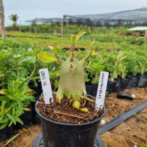 1803 02 Arabicum Minotauro f3