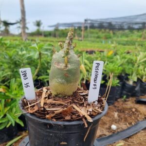 1803 35 Arabicum Red Poseidon f3