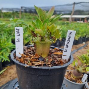 1803 34 Arabicum Minotauro f3