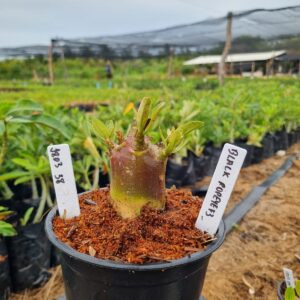 1803 38 Arabicum Black Popeye F3