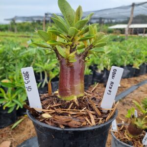 1803 30 Arabicum Odin Red f3