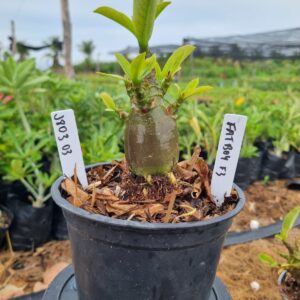 1803 03 Arabicum Fat boy F3