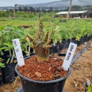 1803 39 Arabicum ? F3