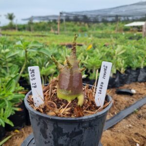 1803 27 Arabicum Javali Red f3