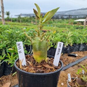 1803 36 Arabicum Fat boy F3