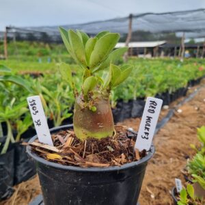 1803 37 Arabicum Hulk Red f3