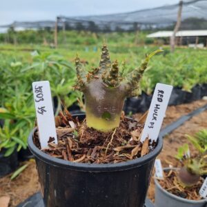 1803 45 Arabicum Hulk Red f3