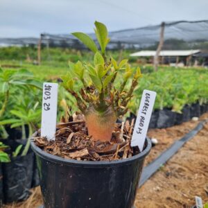 1803 29 Arabicum Everest F3