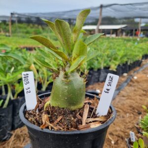 1803 32 Arabicum Zeus F3