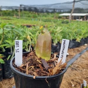 1803 35 Arabicum Minotauro f3