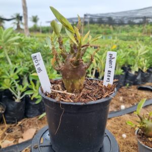 1803 365 Arabicum Everest F3