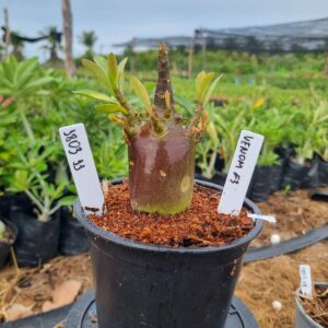 1803 45 Arabicum Venom F3