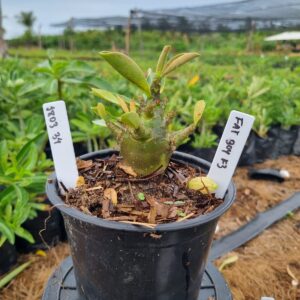 1803 34 Arabicum Fat boy F3