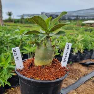 1803 42 Arabicum Minotauro F3