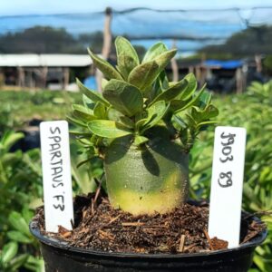 1903 89 Arabicum Spartacus F3