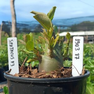 1903 87 Arabicum Spartacus F3