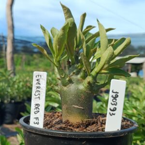 1903 93 Arabicum Everest F3