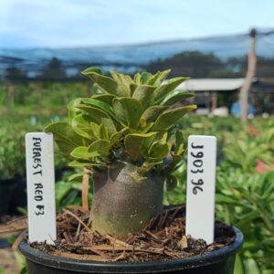 1903 96 Arabicum Everest F3