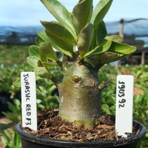 1903 92 Arabicum Jurassic F3