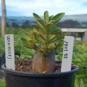 1903 98 Arabicum Odin Red f3