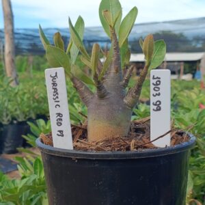 1903 99 Arabicum Jurassic F3