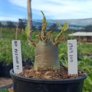 1903 100 Arabicum Red Poseidon f3