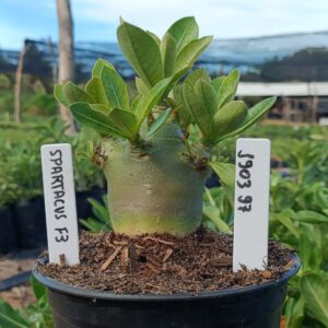 1903 97 Arabicum Spartacus F3