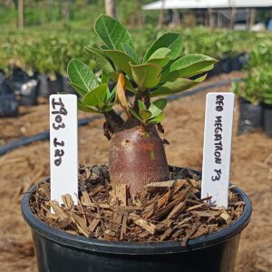 1903 120 Arabicum Red Megatron f3