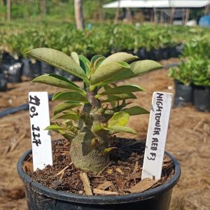 1903 117 Arabicum Raptor Red f3