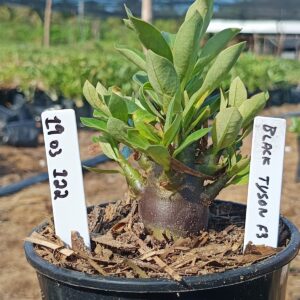 1903 122 Arabicum Black tyson F3