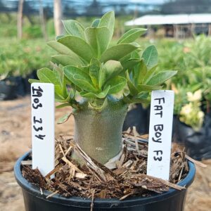 1903 134 Arabicum Fat boy F3