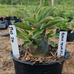 1903 136 Arabicum Black tyson F3