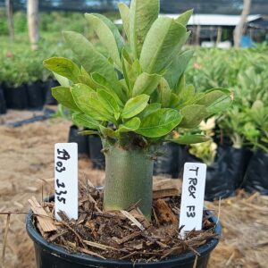 1903 135 Arabicum T Rex F3