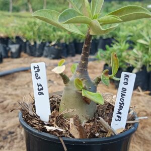 1903 138 Arabicum Red Dinosaur F3