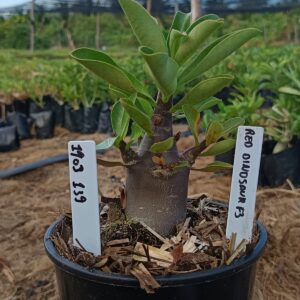 1903 139 Arabicum Red Dinosaur F3