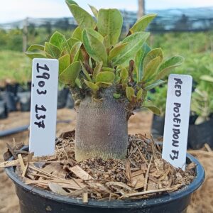 1903 137 Arabicum Red Poseidon f3